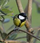 Great Tit