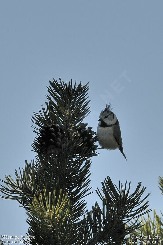 European Crested Tit, identification