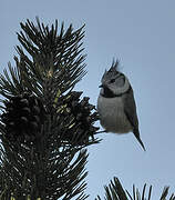 Crested Tit