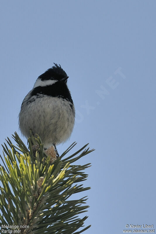 Coal Tit, Behaviour