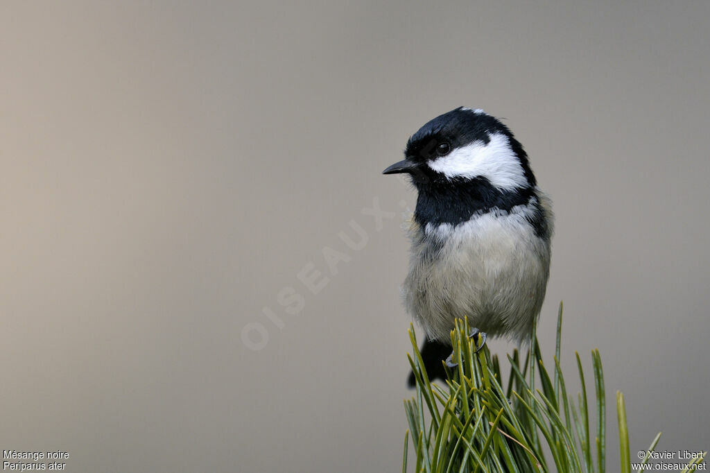 Mésange noire, identification