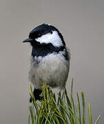 Coal Tit