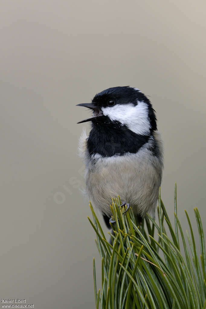 Coal Tit, song