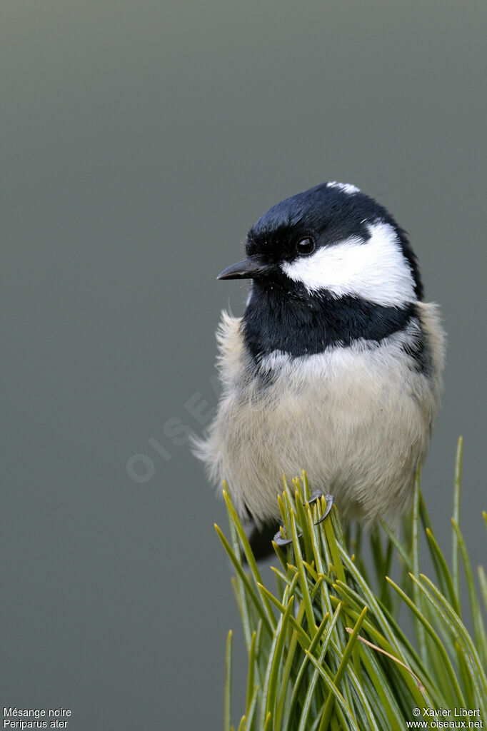 Mésange noire, identification