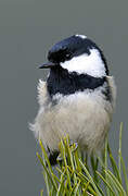 Coal Tit