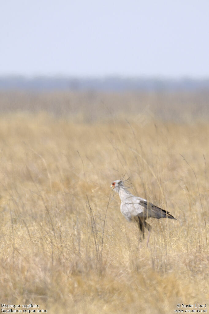 Secretarybirdadult, identification