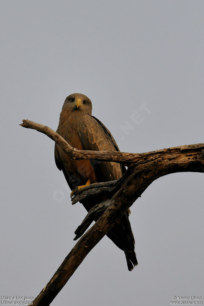 Yellow-billed Kiteadult, identification