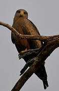 Yellow-billed Kite