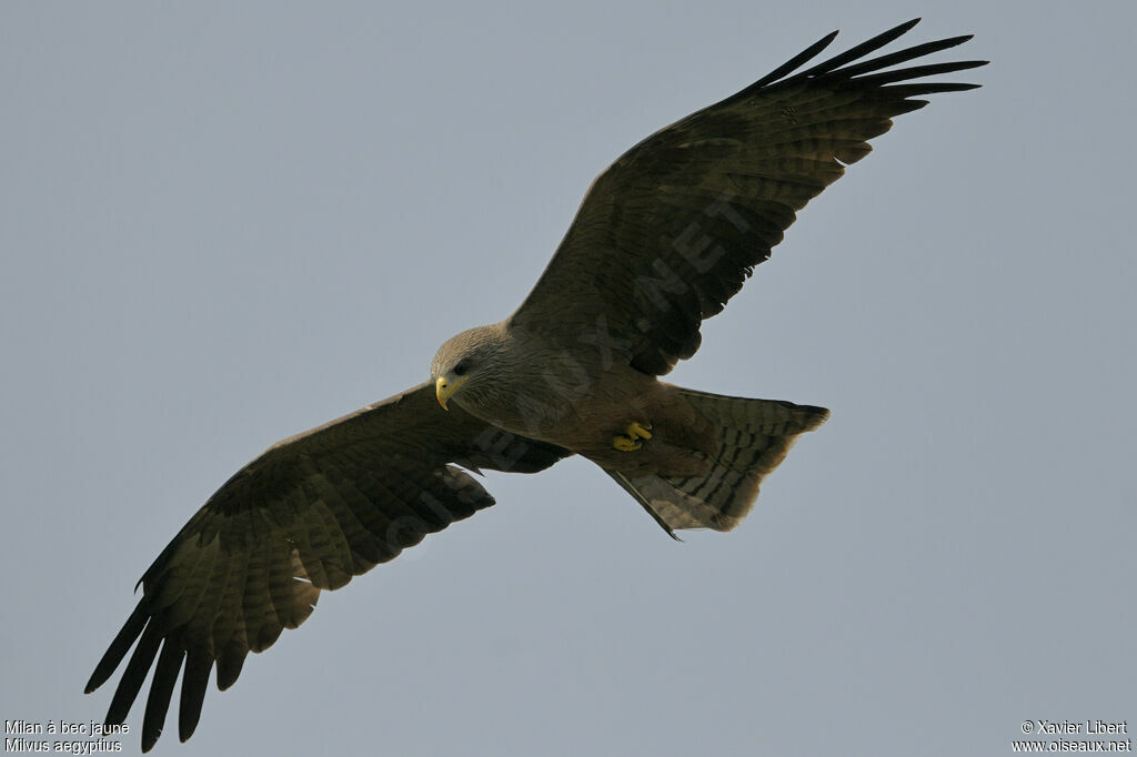 Yellow-billed Kiteadult, Flight