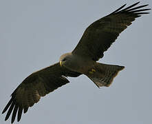 Yellow-billed Kite