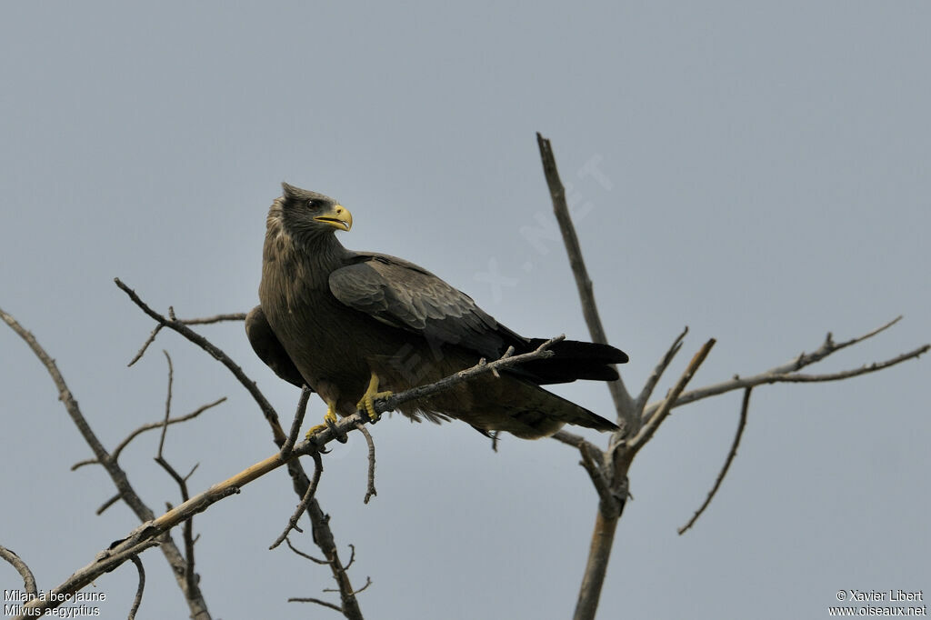 Yellow-billed Kiteadult, identification