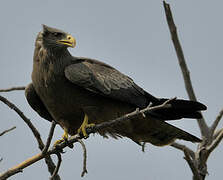 Yellow-billed Kite