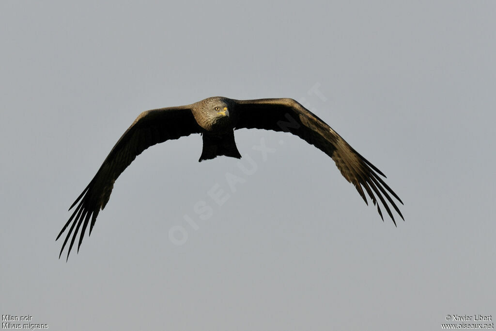 Black Kiteadult, Flight