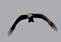 Black Kite