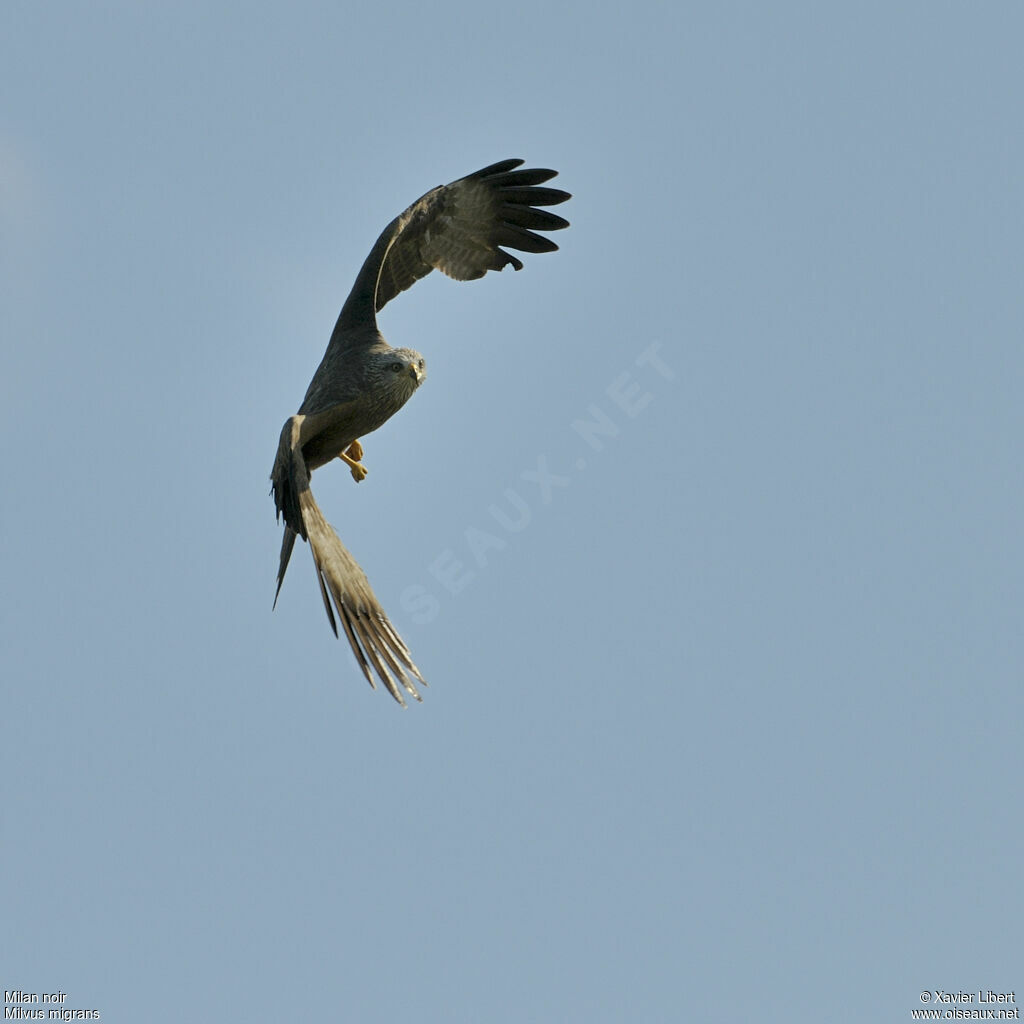 Black Kiteadult, identification