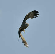 Black Kite