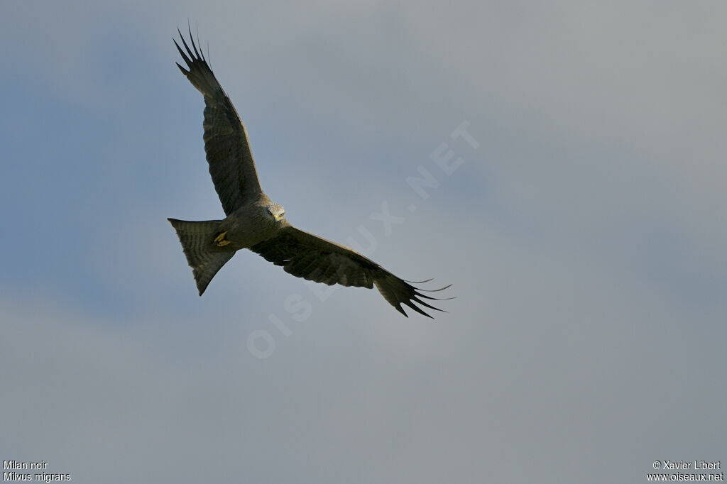 Black Kiteadult, Flight