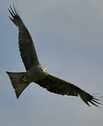 Black Kite