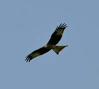 Red Kite