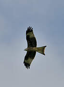 Red Kite