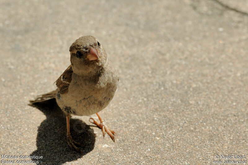 Moineau domestique femelle adulte, identification