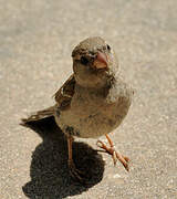 House Sparrow