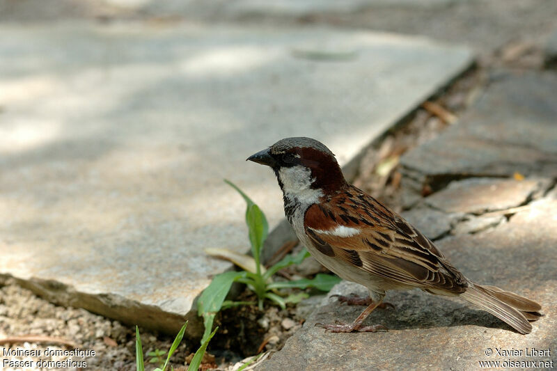 Moineau domestique mâle adulte nuptial, identification