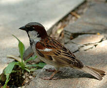 House Sparrow