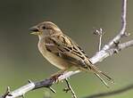 Moineau domestique