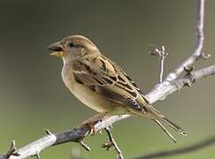 House Sparrow