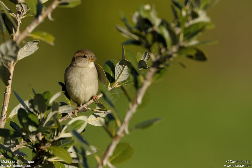 Moineau domestiquejuvénile, identification