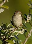 Moineau domestique