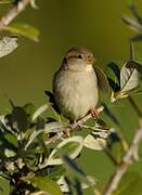 House Sparrow