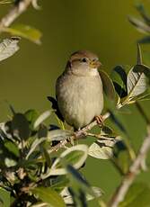 Moineau domestique