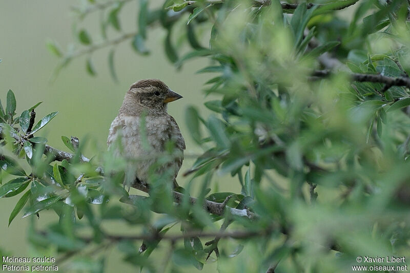 Moineau soulcieadulte, identification