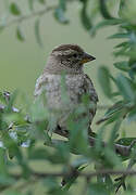 Rock Sparrow