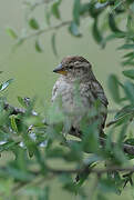 Rock Sparrow