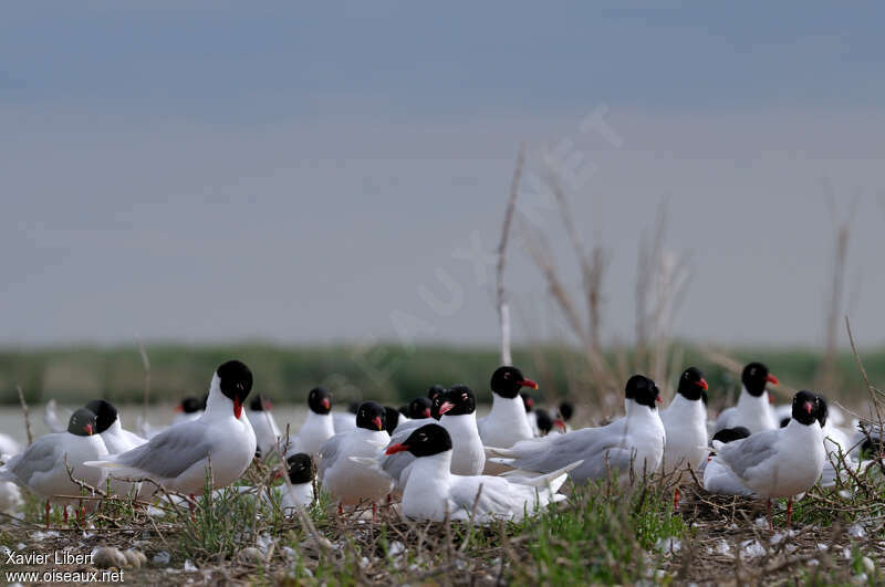 Mediterranean Gulladult breeding, Reproduction-nesting, colonial reprod., Behaviour