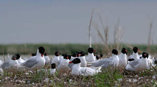 Mediterranean Gull