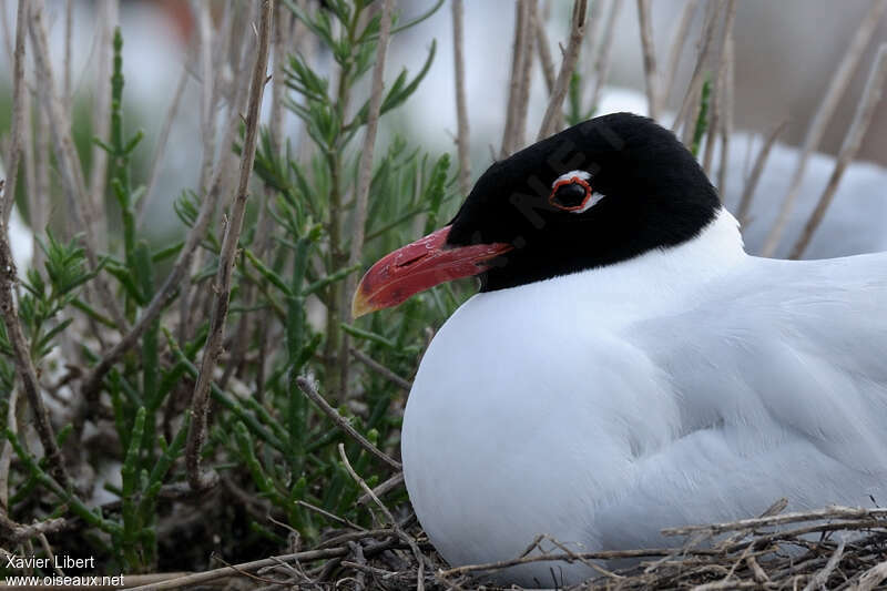 Mouette mélanocéphaleadulte nuptial, portrait, Nidification