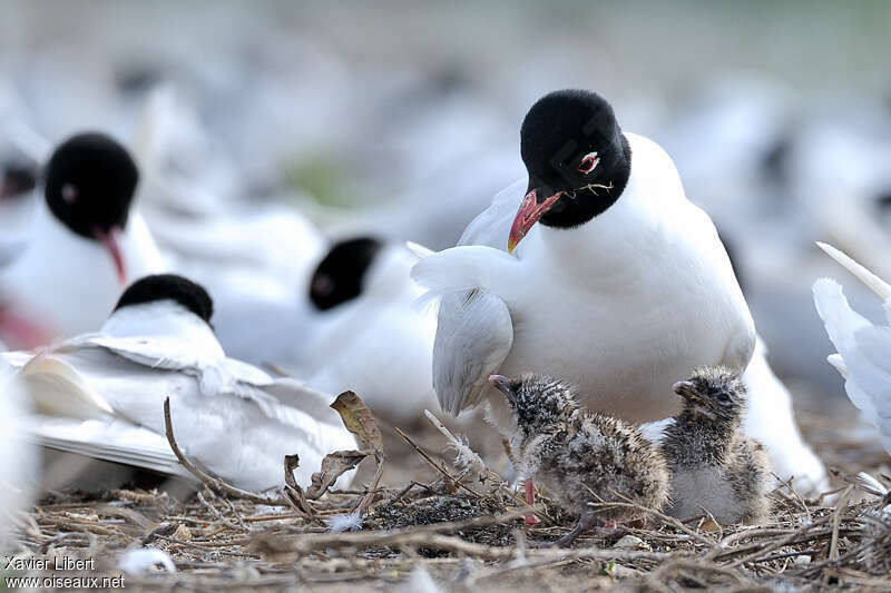 Mouette mélanocéphale, Nidification, Comportement