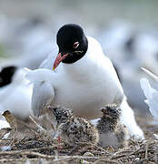 Mouette mélanocéphale