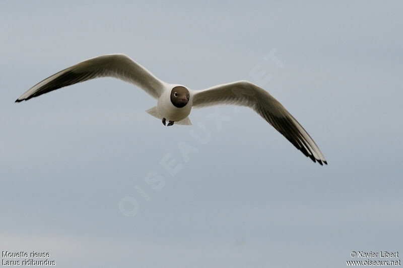 Mouette rieuseadulte nuptial, Vol