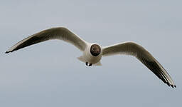 Mouette rieuse