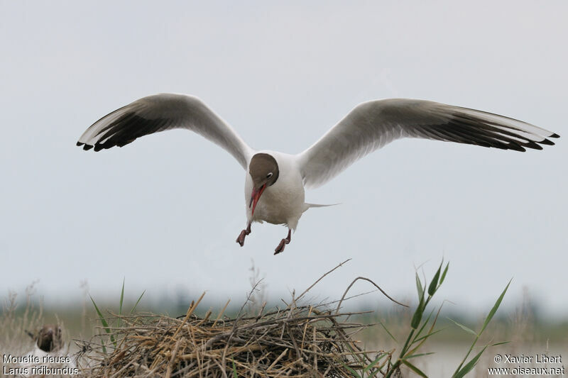 Mouette rieuseadulte nuptial, identification, Vol, Nidification