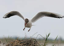 Mouette rieuse