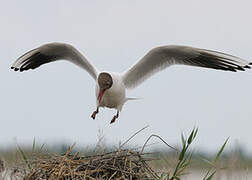 Mouette rieuse