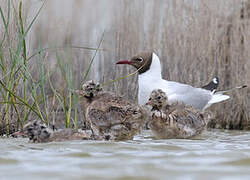 Black-headed Gull