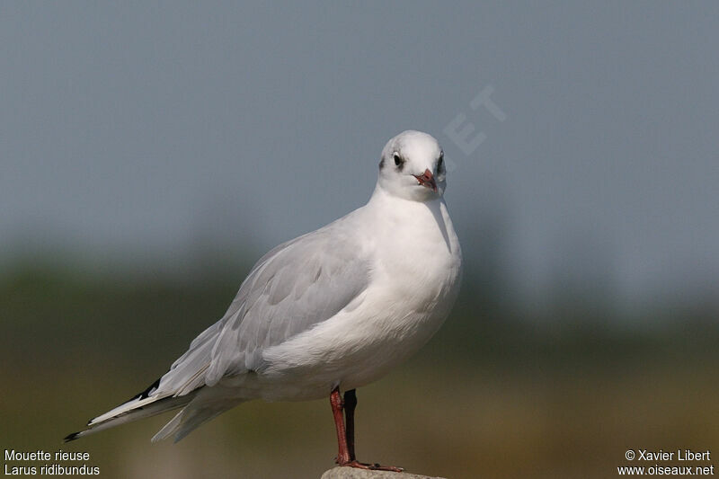 Black-headed GullSecond year, identification