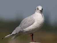 Mouette rieuse